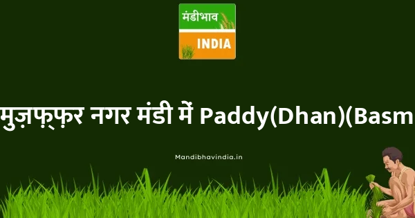 Paddy(Dhan)(Basmati) भाव